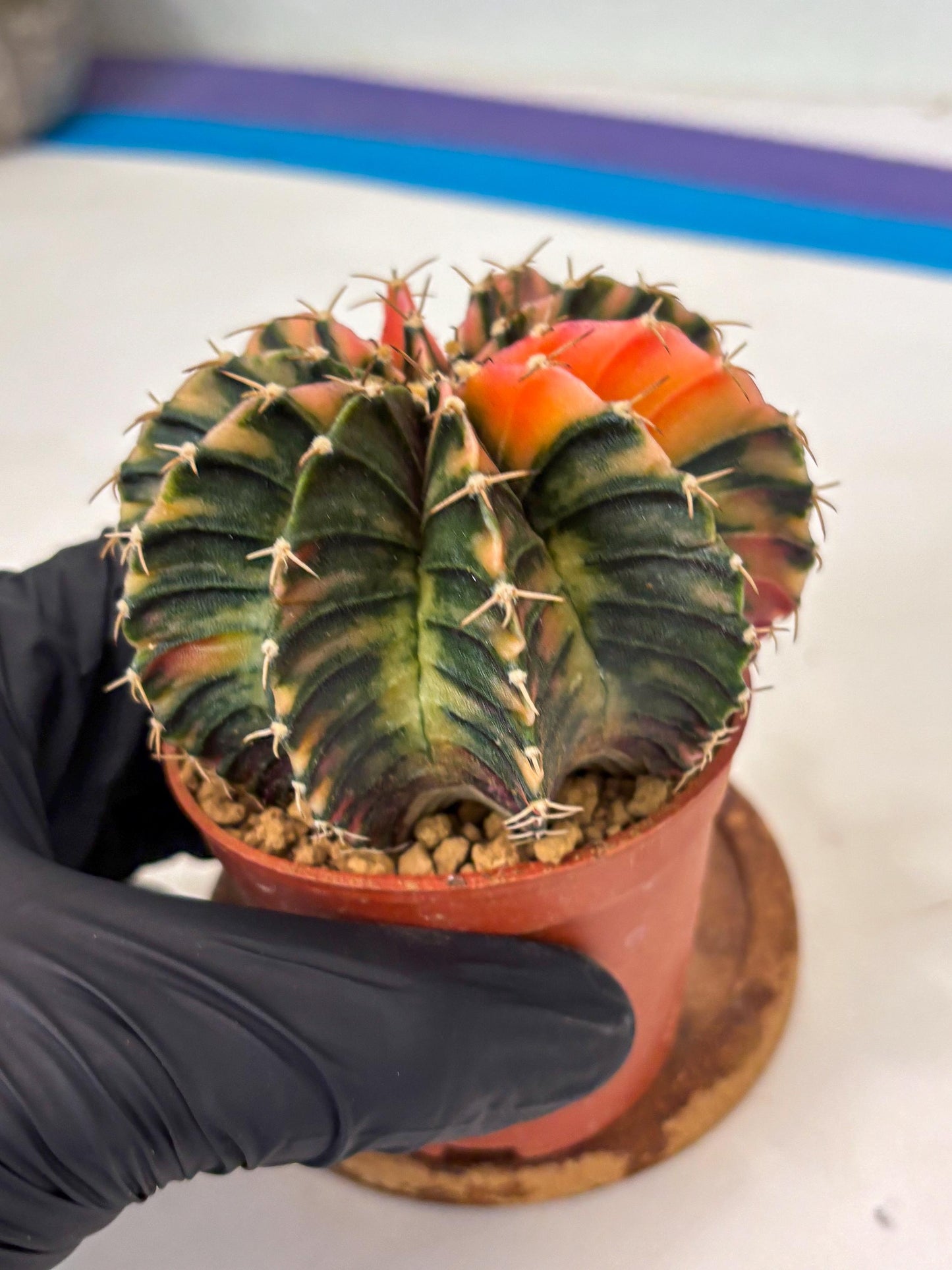 Gymnocalycium LB Hybrid (gy1) (g5) | variegated cactus