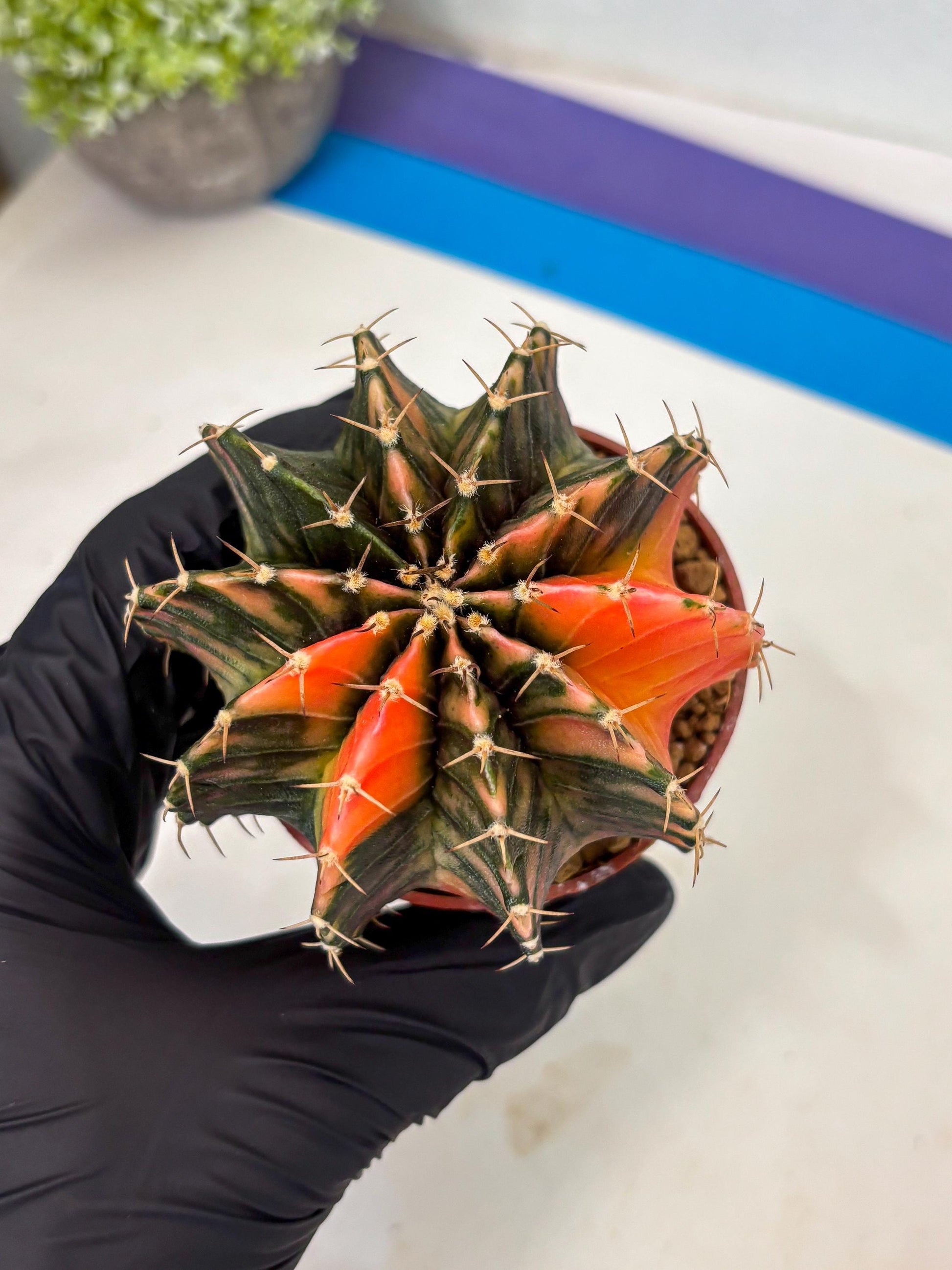 Gymnocalycium LB Hybrid (gy1) (g5) | variegated cactus