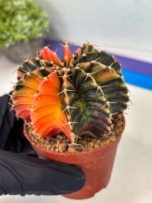 Gymnocalycium LB Hybrid (gy1) (g5) | variegated cactus