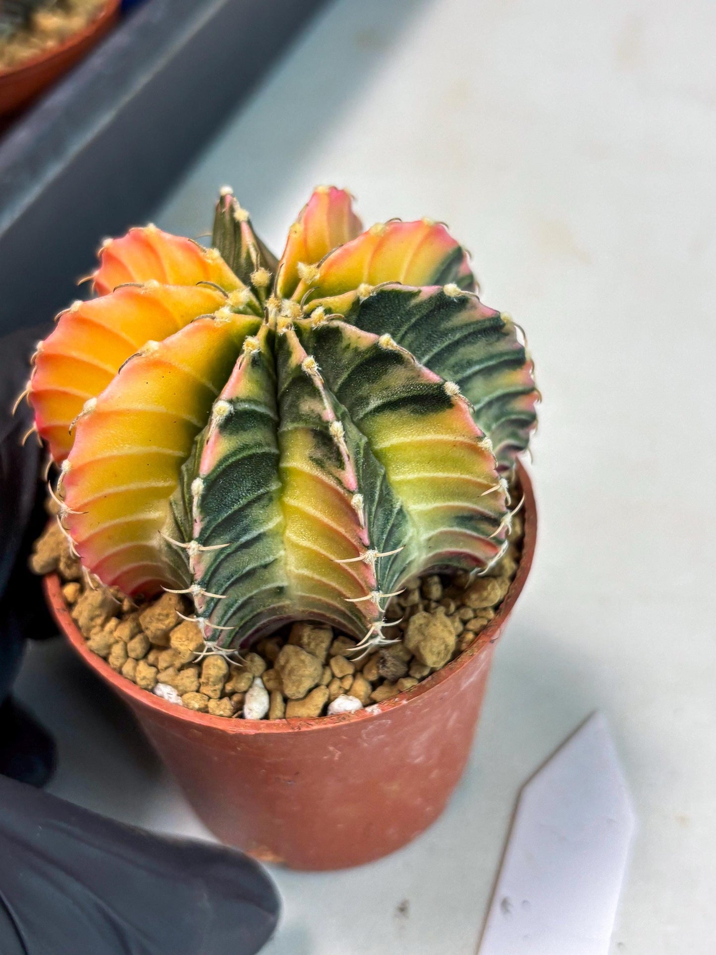 Gymnocalycium LB Hybrid (gy1) (g6) | variegated cactus