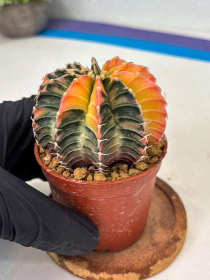 Gymnocalycium LB Hybrid (gy1) (g6) | variegated cactus
