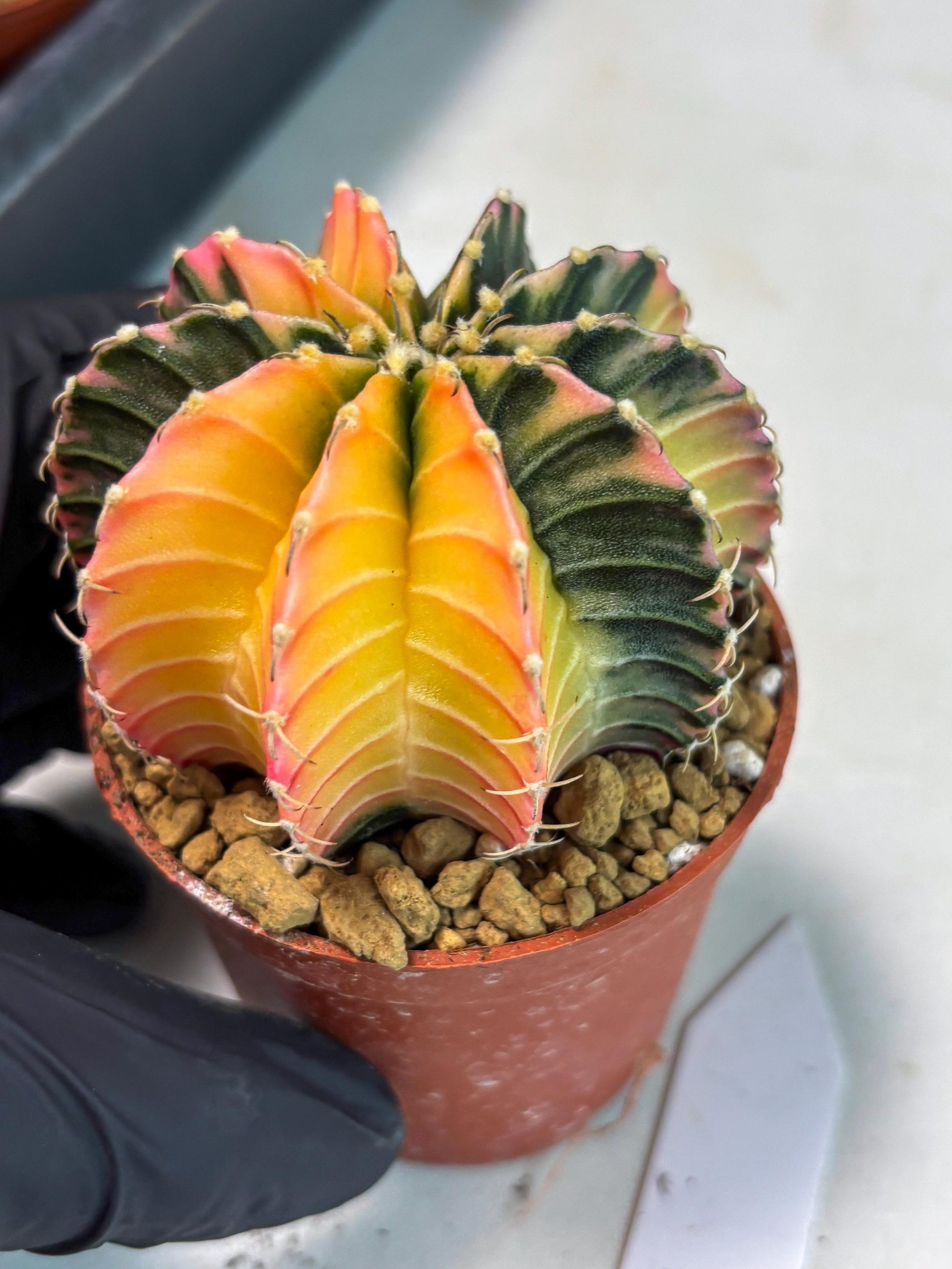 Gymnocalycium LB Hybrid (gy1) (g6) | variegated cactus