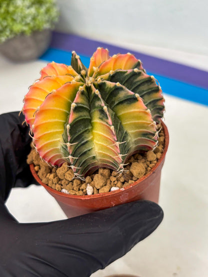 Gymnocalycium LB Hybrid (gy1) (g6) | variegated cactus