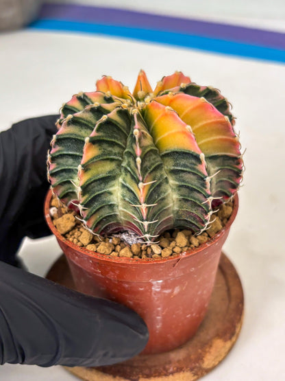 Gymnocalycium LB Hybrid (gy1) (g6) | variegated cactus