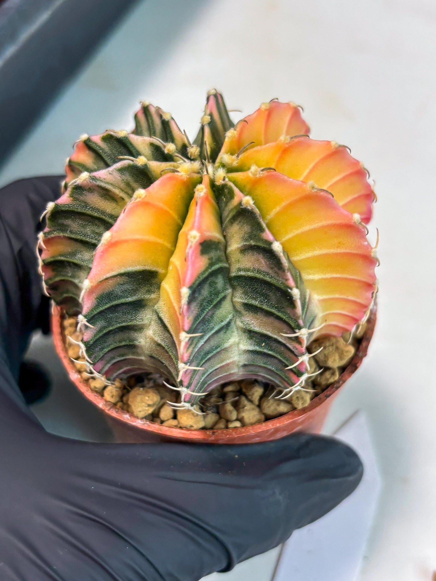 Gymnocalycium LB Hybrid (gy1) (g6) | variegated cactus