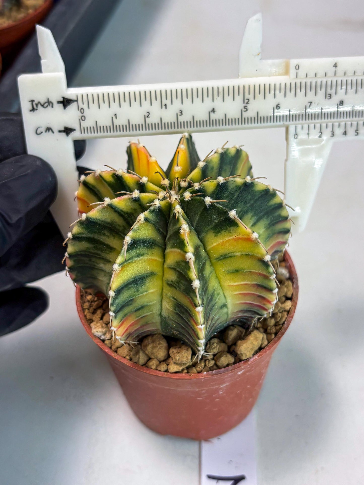 Gymnocalycium LB Hybrid (gy1) (p2) | variegated cactus