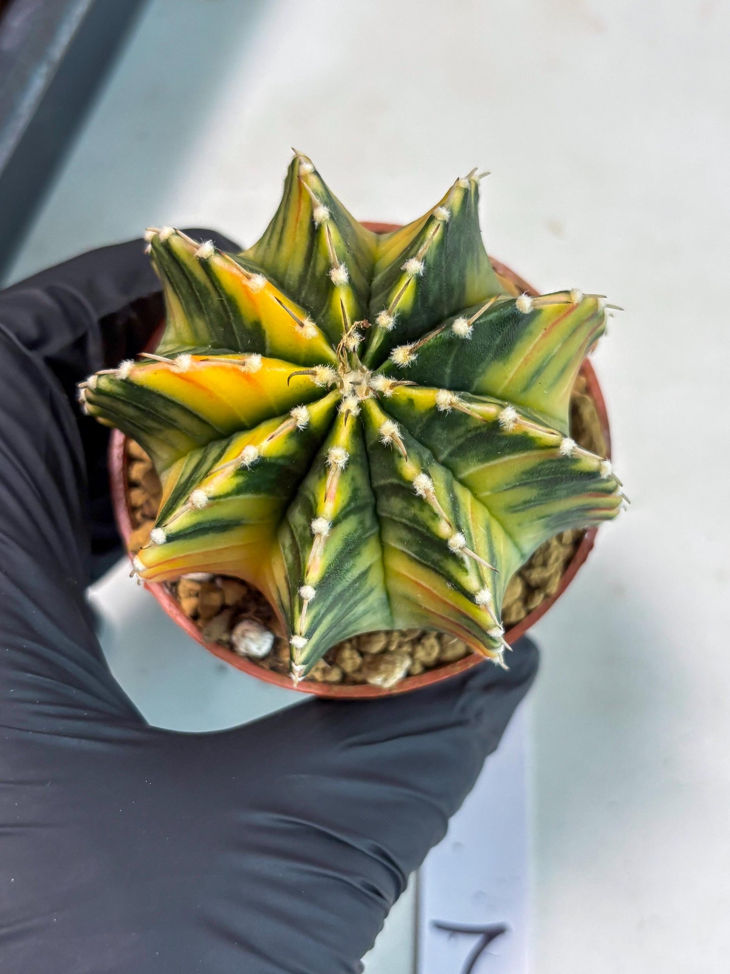 Gymnocalycium LB Hybrid (gy1) (p2) | variegated cactus