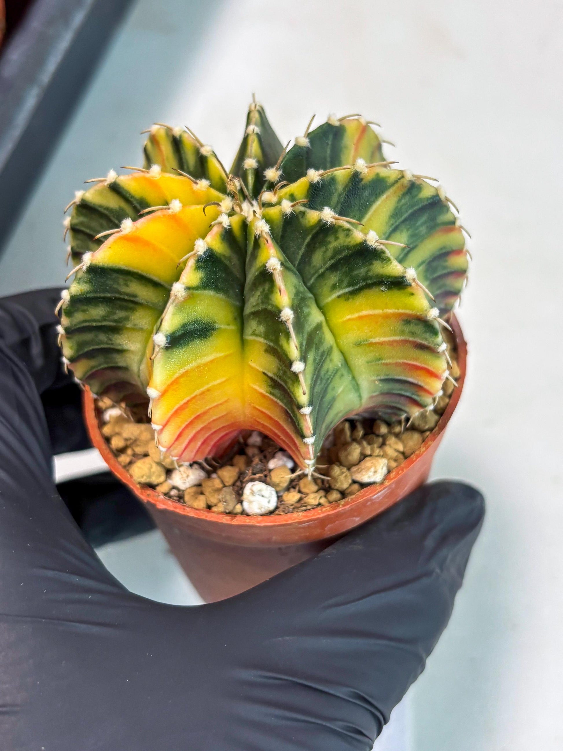 Gymnocalycium LB Hybrid (gy1) (p2) | variegated cactus