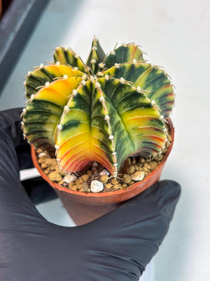 Gymnocalycium LB Hybrid (gy1) (p2) | variegated cactus
