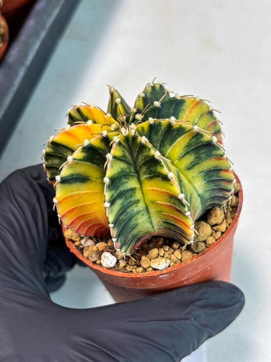 Gymnocalycium LB Hybrid (gy1) (p2) | variegated cactus