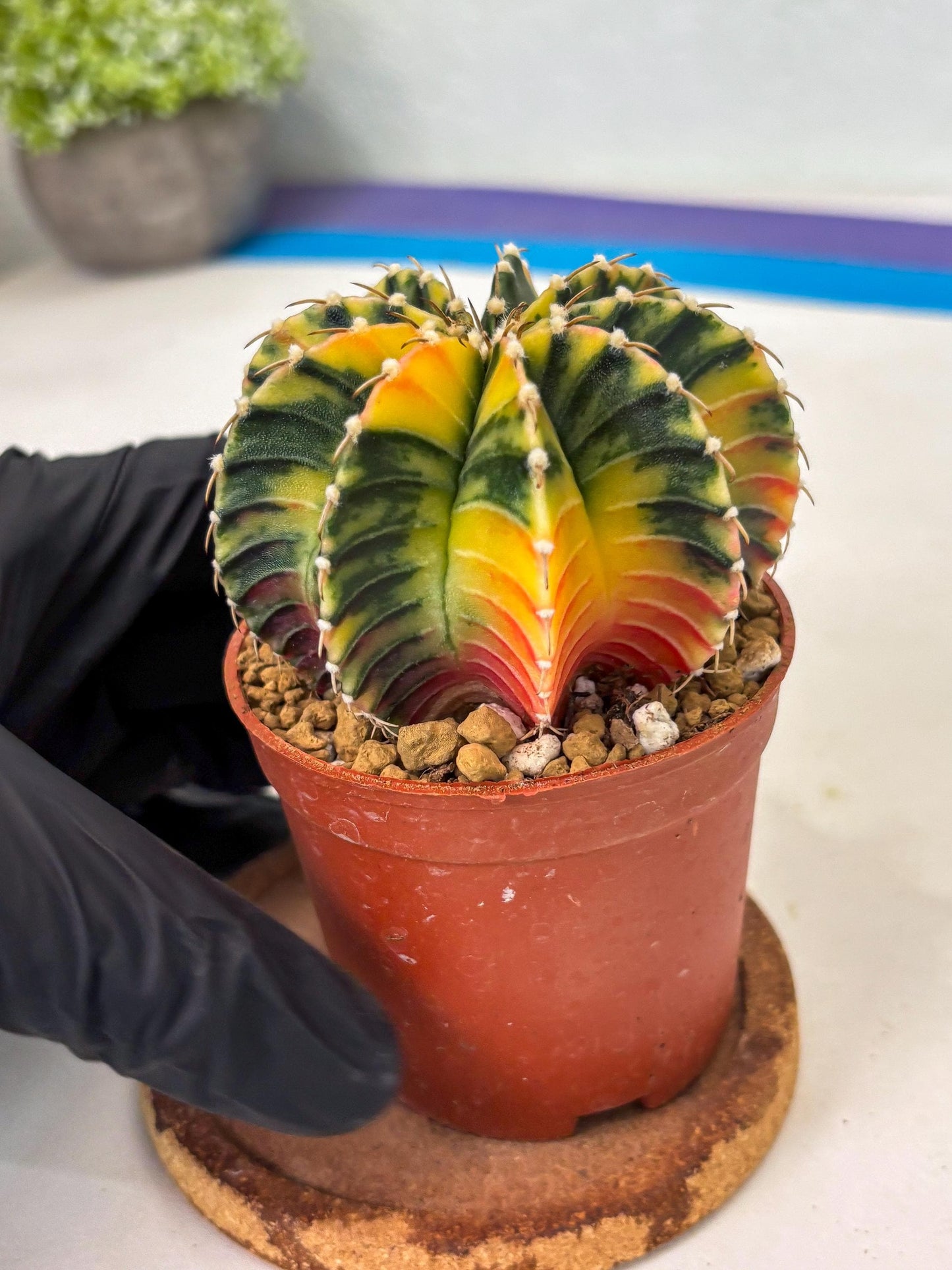 Gymnocalycium LB Hybrid (gy1) (p2) | variegated cactus