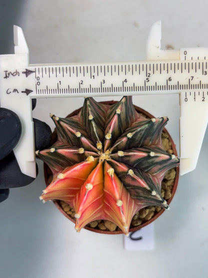 Gymnocalycium LB Hybrid (gy1) (p3) | variegated cactus
