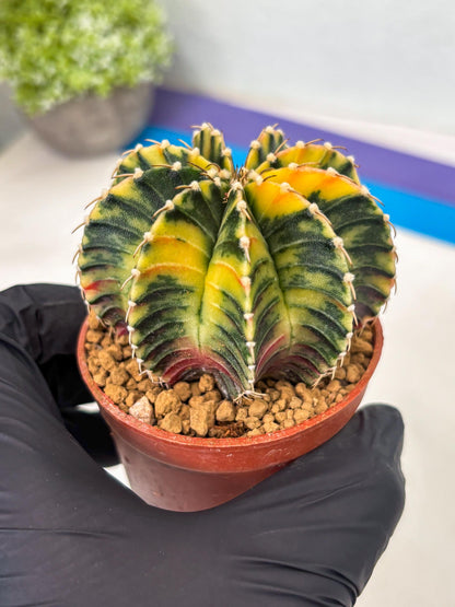 Gymnocalycium LB Hybrid (gy1) (p2) | variegated cactus