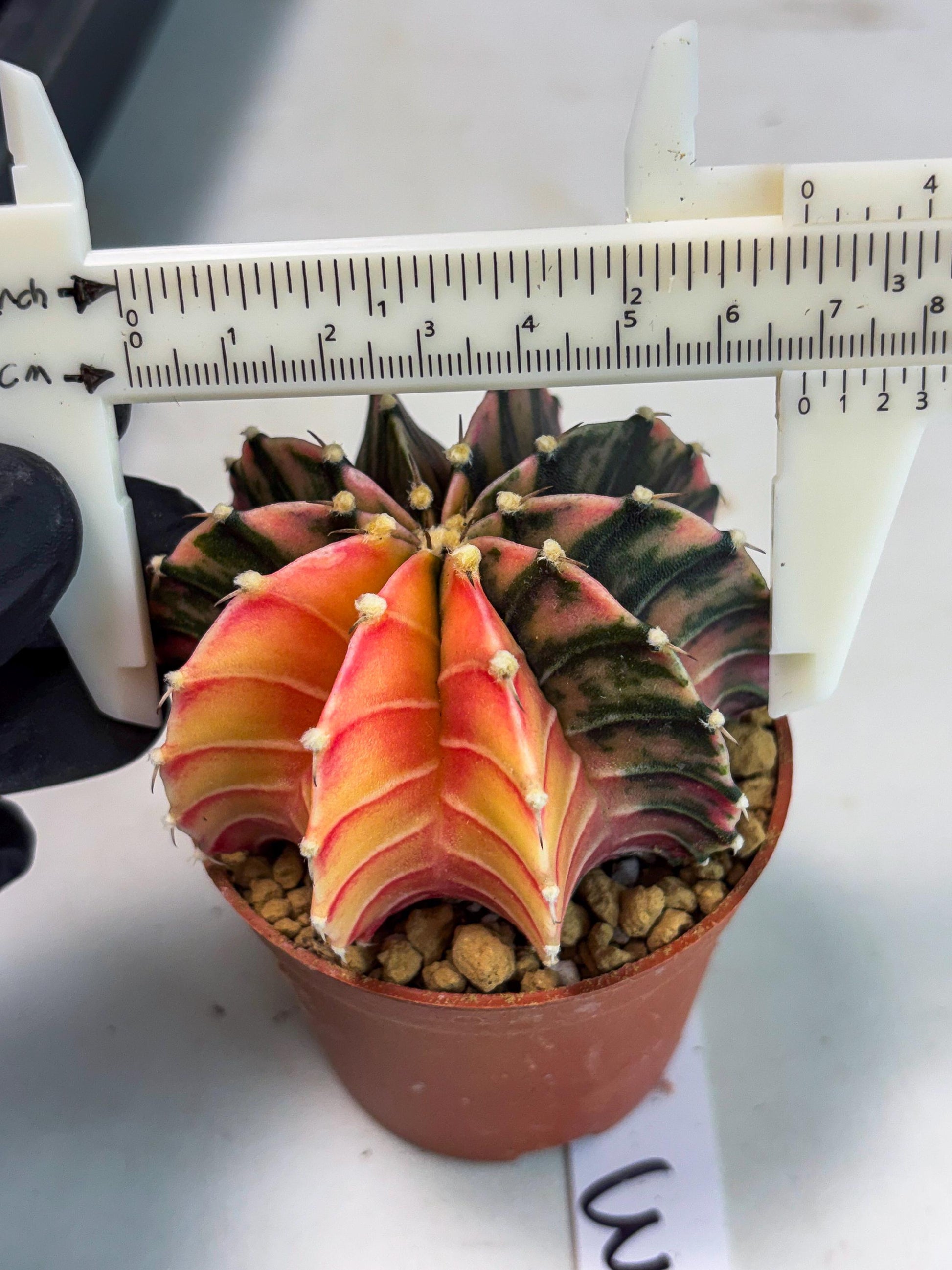 Gymnocalycium LB Hybrid (gy1) (p3) | variegated cactus