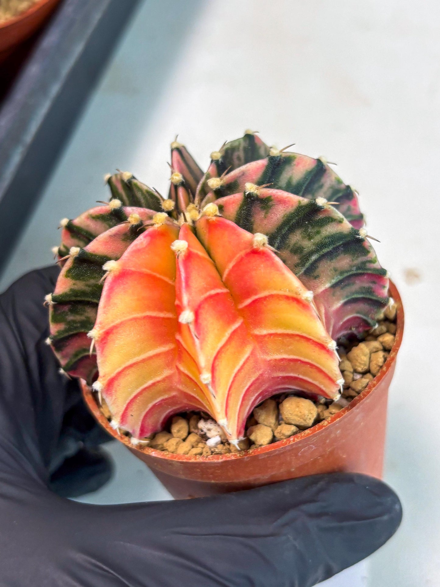 Gymnocalycium LB Hybrid (gy1) (p3) | variegated cactus