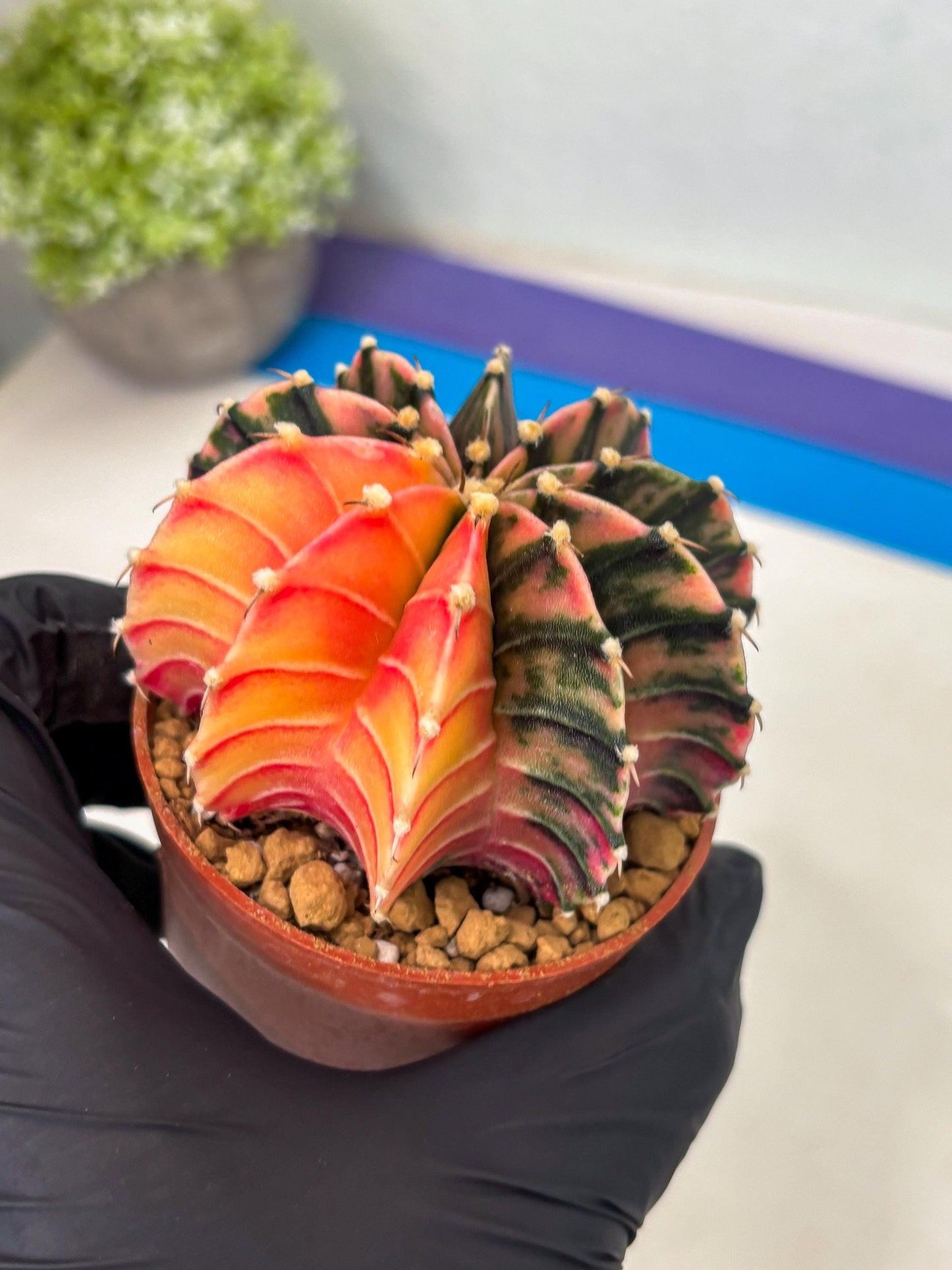 Gymnocalycium LB Hybrid (gy1) (p3) | variegated cactus