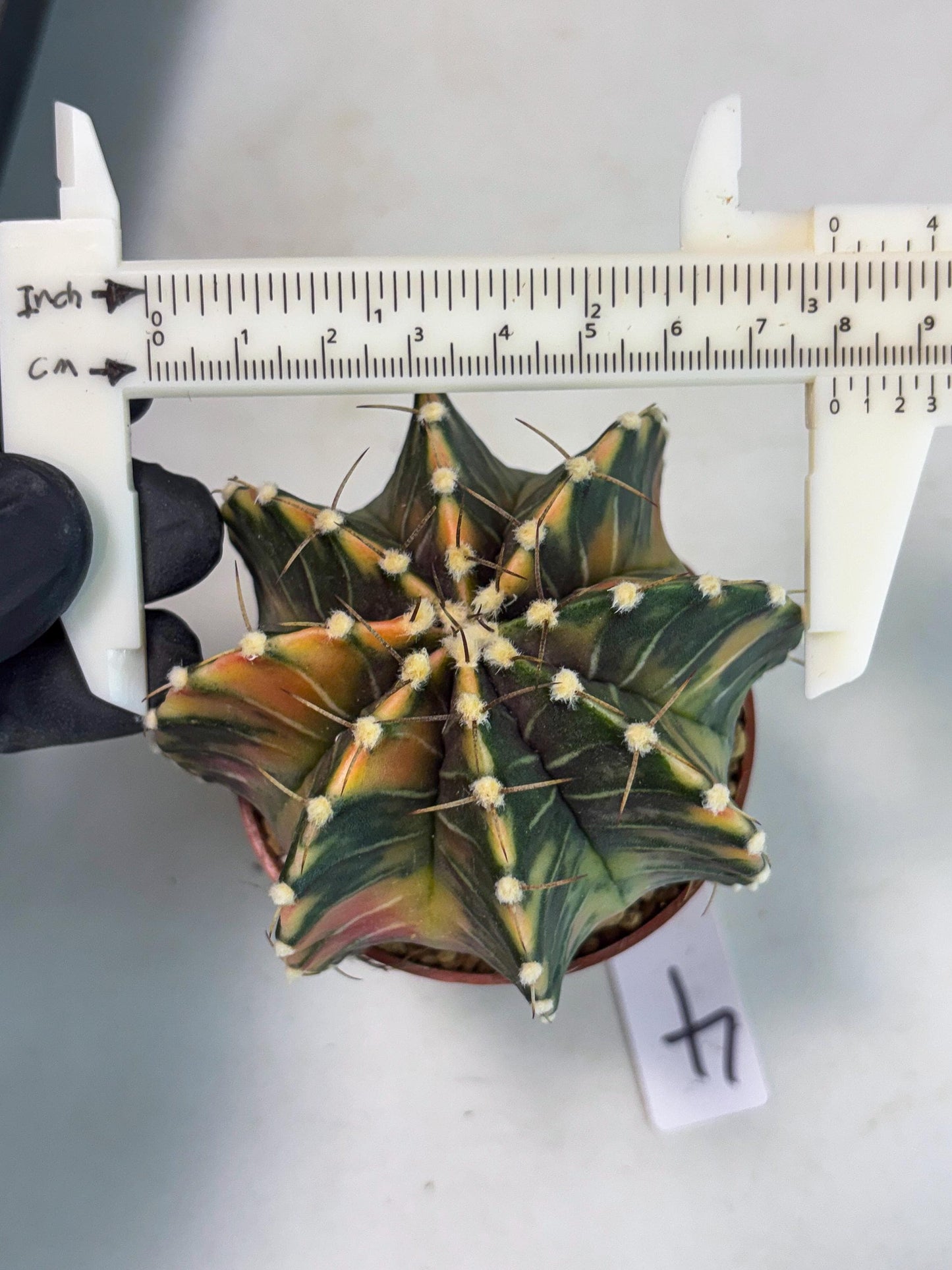 Gymnocalycium LB Hybrid (gy1) (p4) | variegated cactus