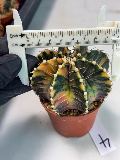 Gymnocalycium LB Hybrid (gy1) (p4) | variegated cactus