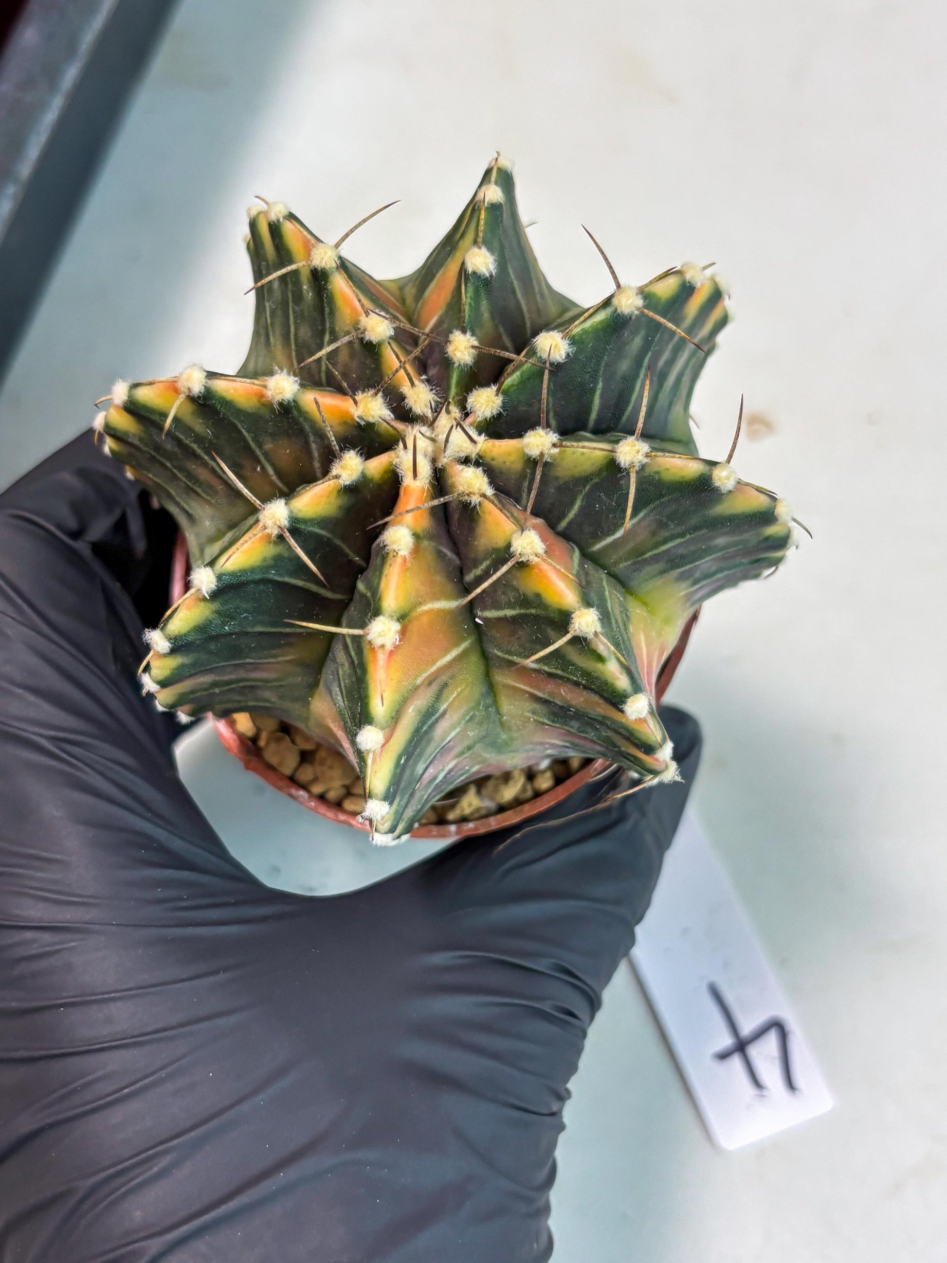 Gymnocalycium LB Hybrid (gy1) (p4) | variegated cactus