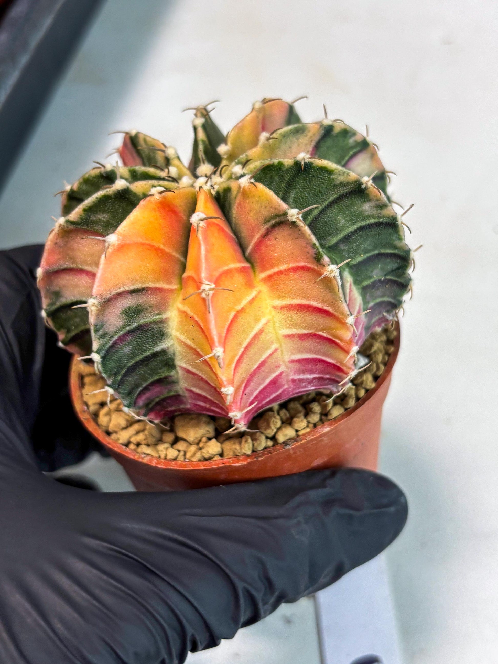 Gymnocalycium LB Hybrid (gy1) (p5) | variegated cactus