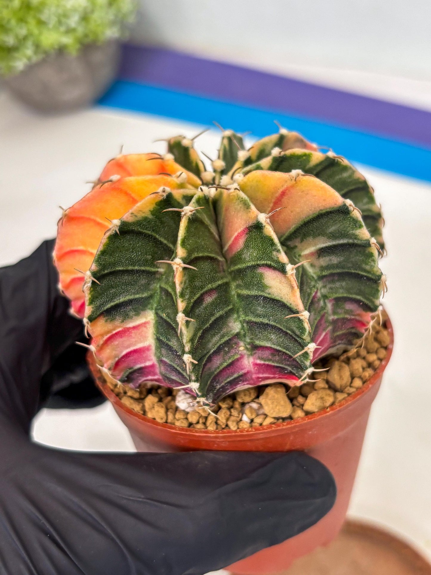 Gymnocalycium LB Hybrid (gy1) (p5) | variegated cactus