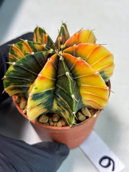 Gymnocalycium LB Hybrid (gy1) (p6) | variegated cactus