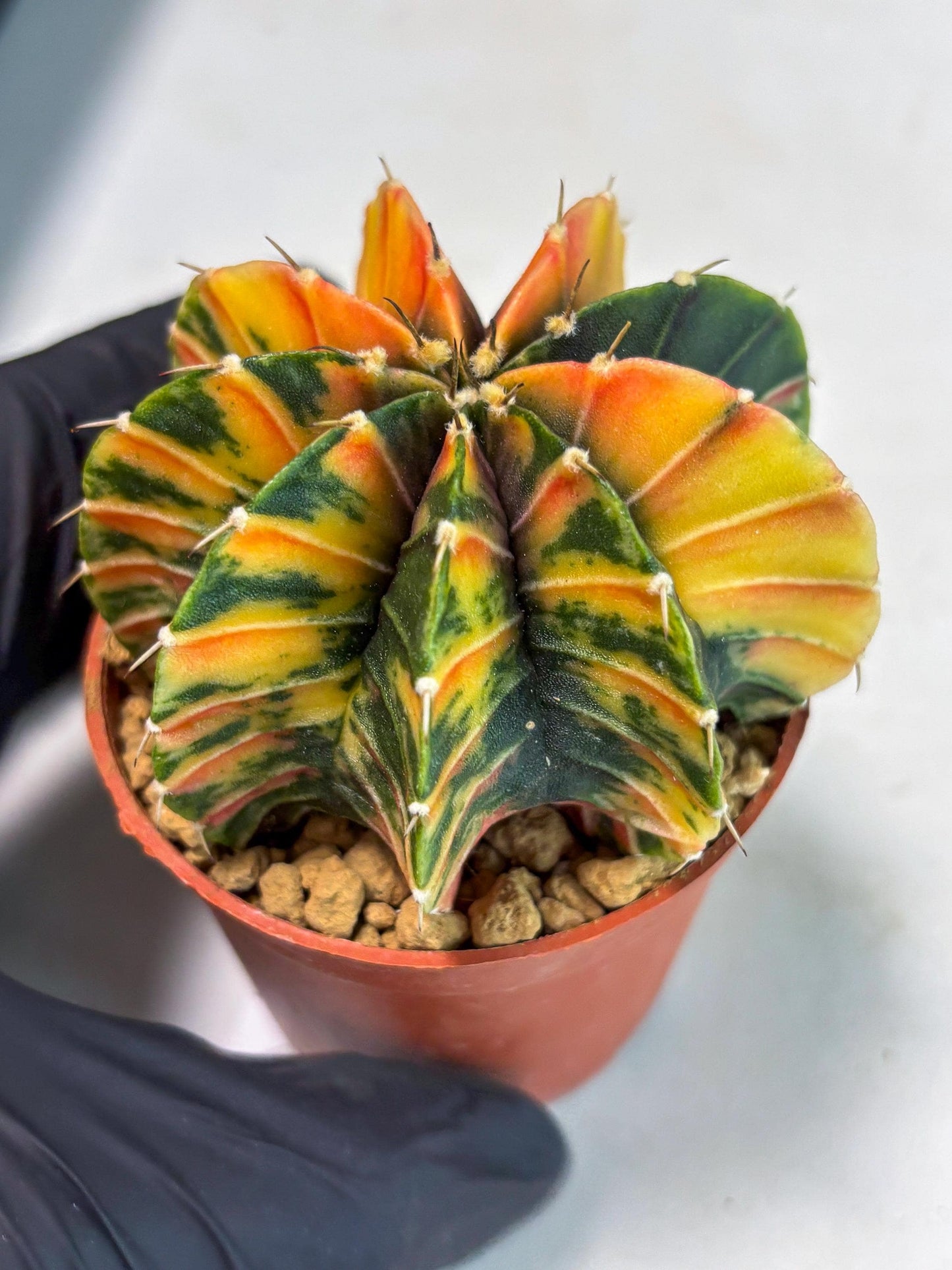 Gymnocalycium LB Hybrid (gy1) (p6) | variegated cactus