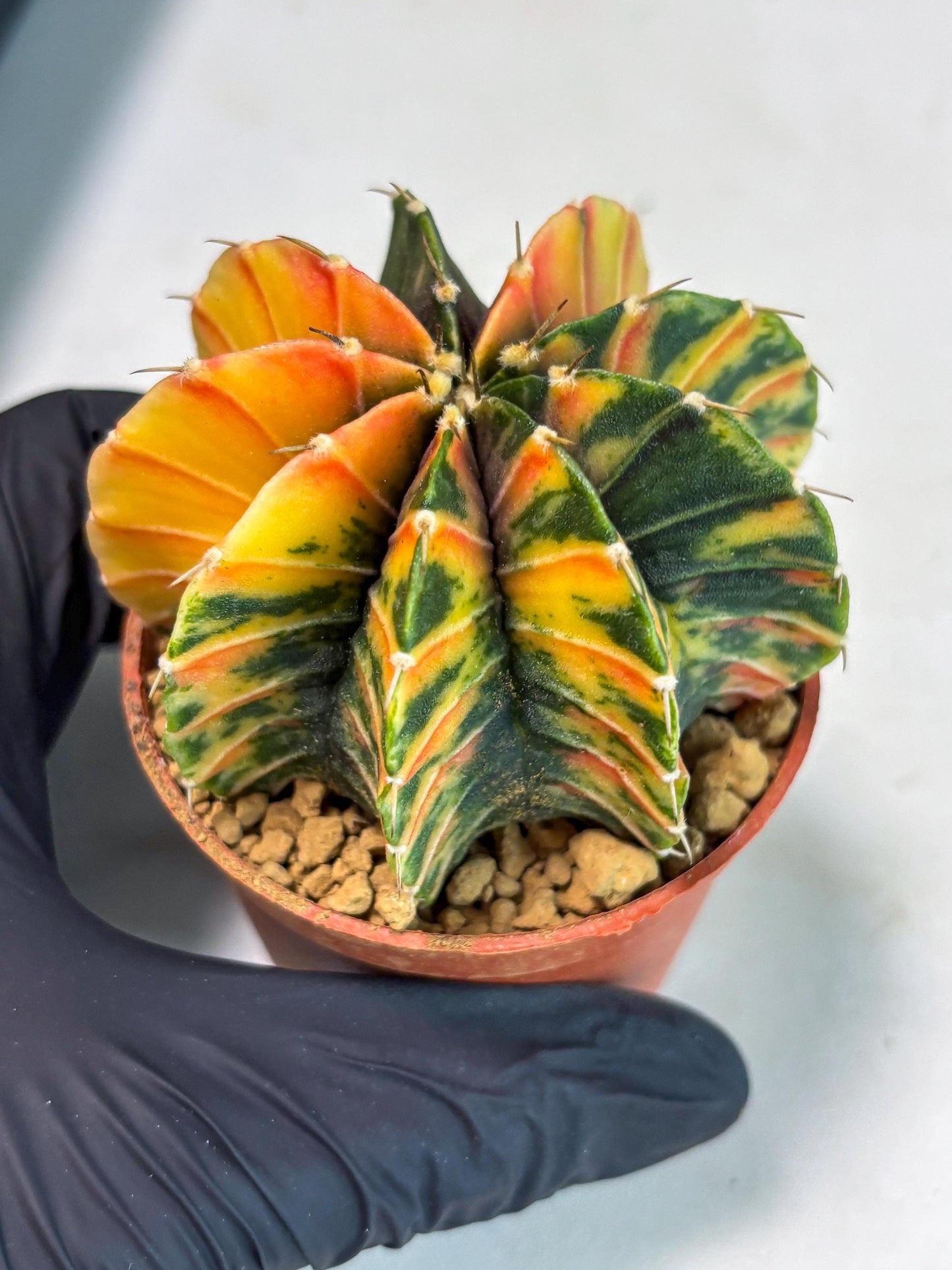 Gymnocalycium LB Hybrid (gy1) (p6) | variegated cactus