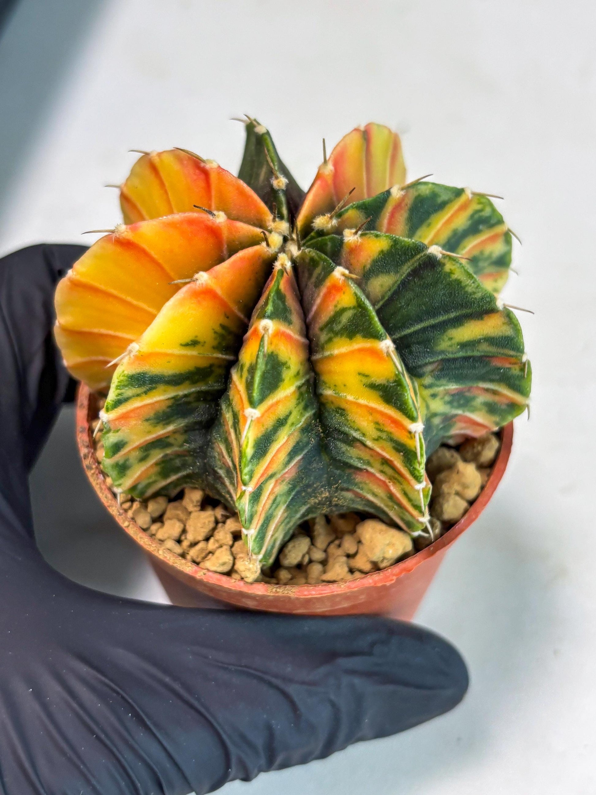 Gymnocalycium LB Hybrid (gy1) (p6) | variegated cactus