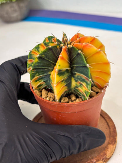Gymnocalycium LB Hybrid (gy1) (p6) | variegated cactus