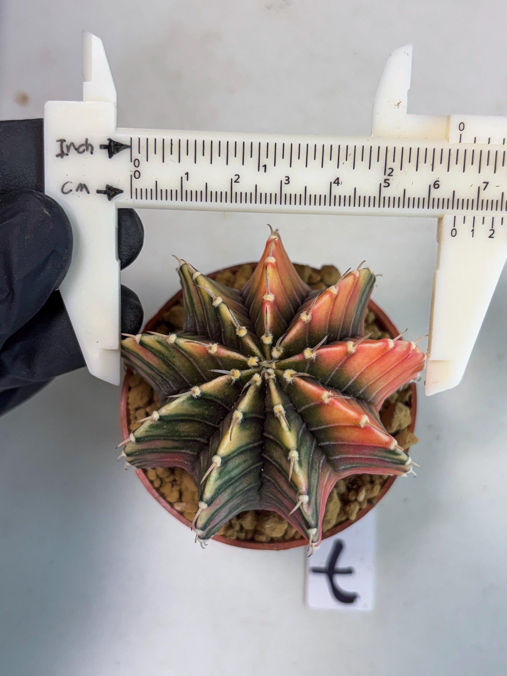 Gymnocalycium LB Hybrid (gy1) (p7) | variegated cactus