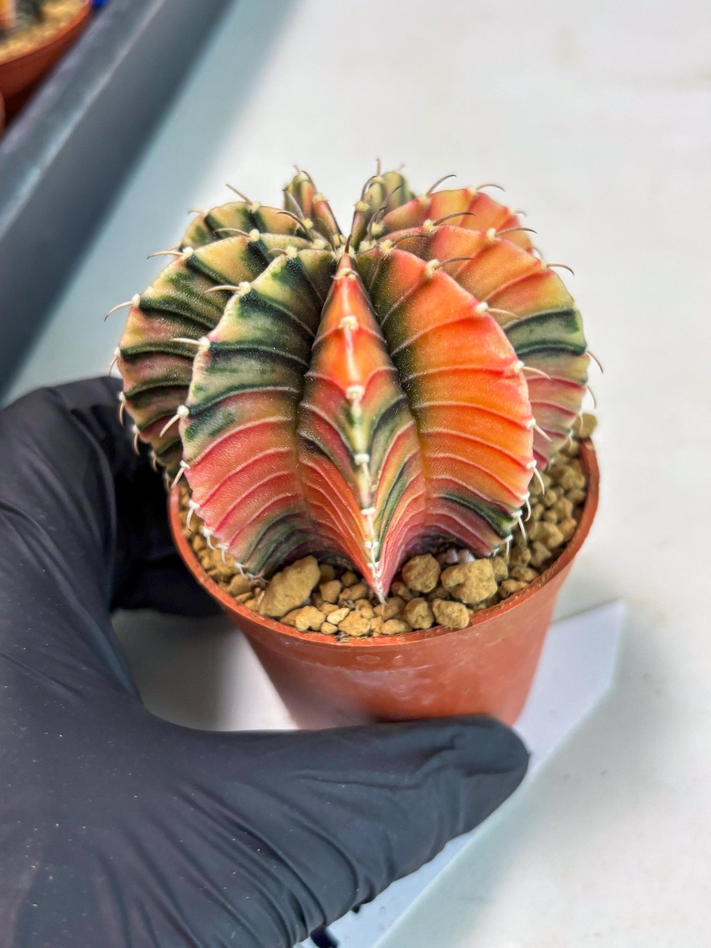 Gymnocalycium LB Hybrid (gy1) (p7) | variegated cactus