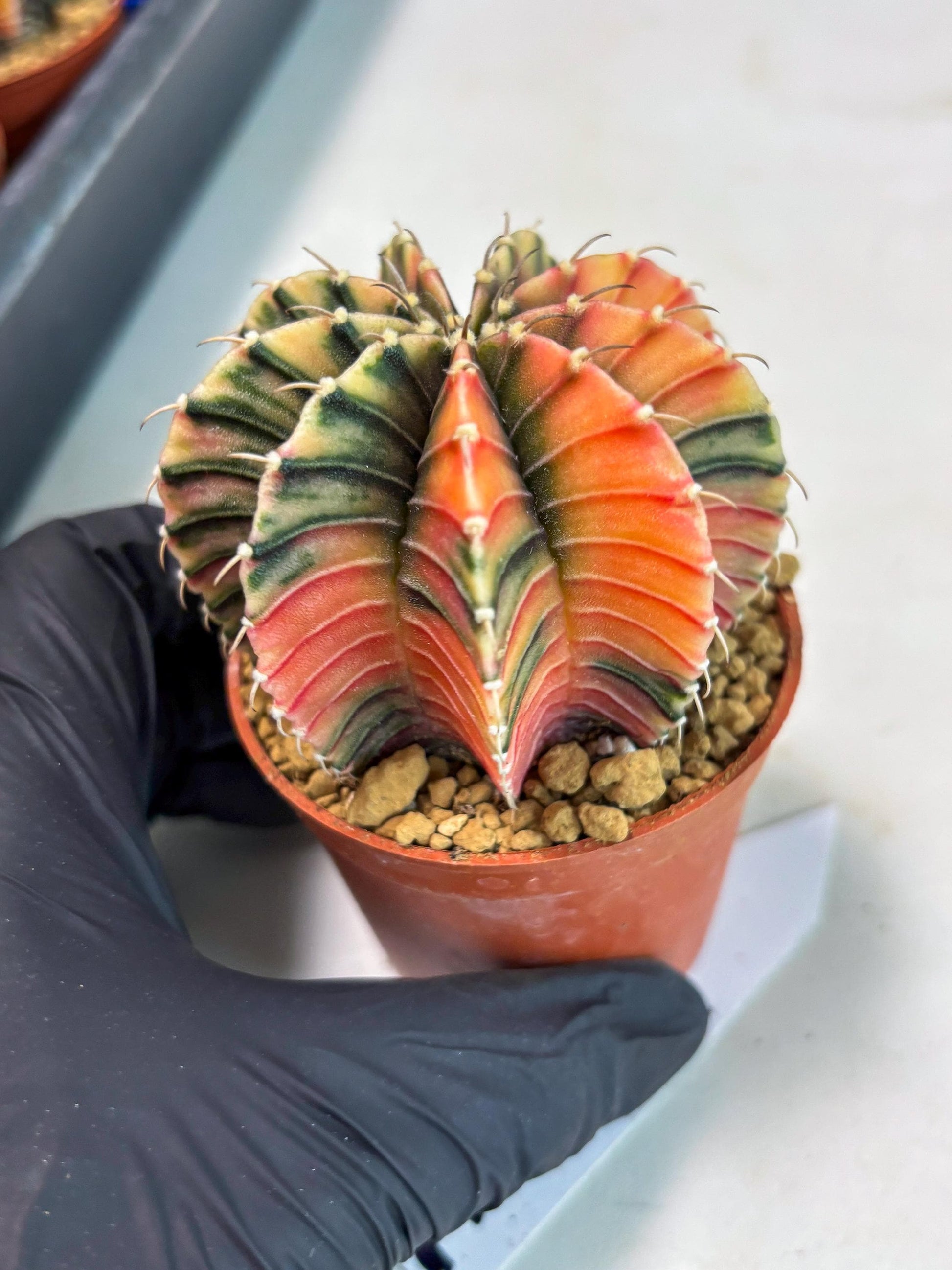 Gymnocalycium LB Hybrid (gy1) (p7) | variegated cactus