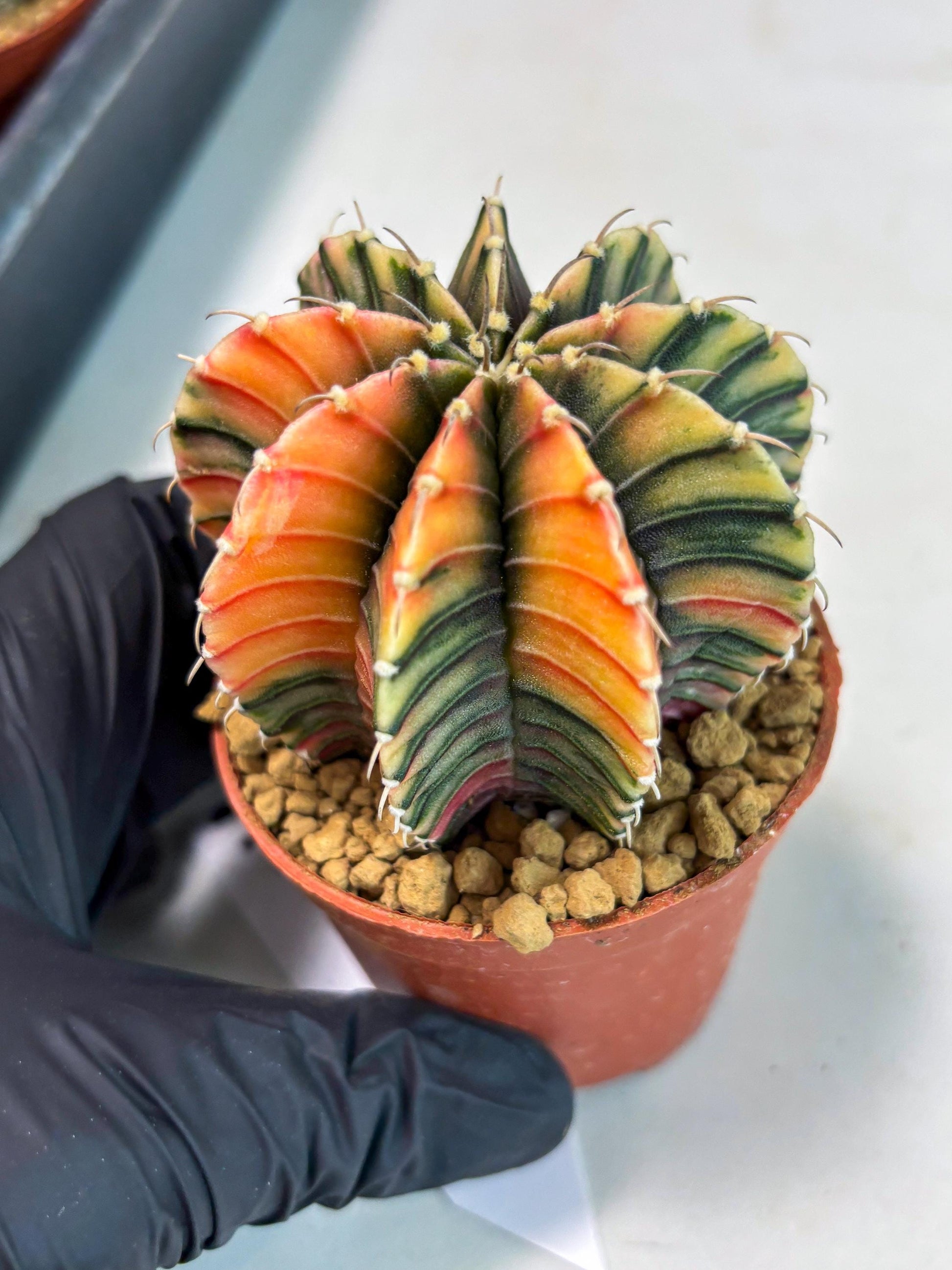 Gymnocalycium LB Hybrid (gy1) (p7) | variegated cactus