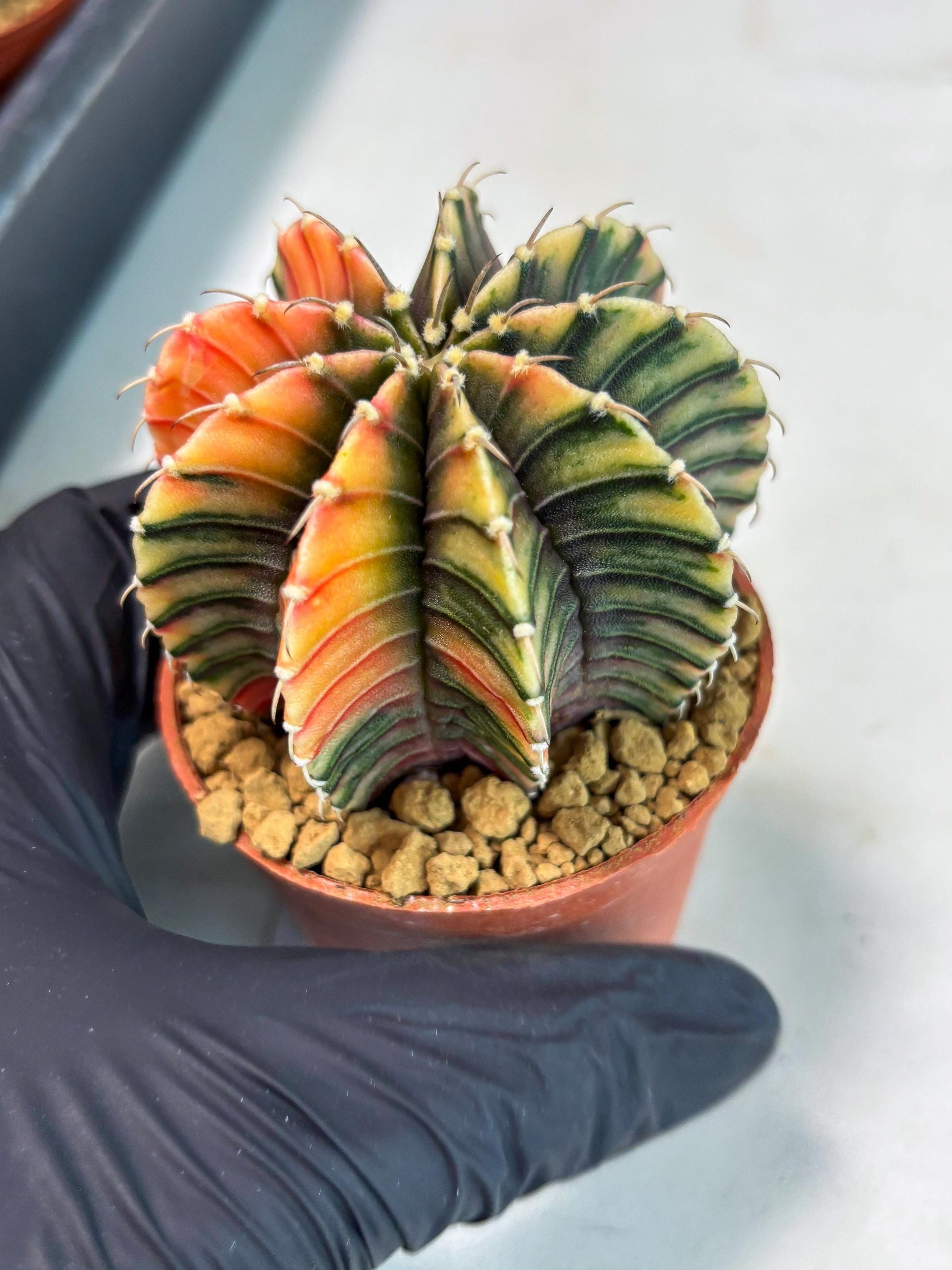 Gymnocalycium LB Hybrid (gy1) (p7) | variegated cactus