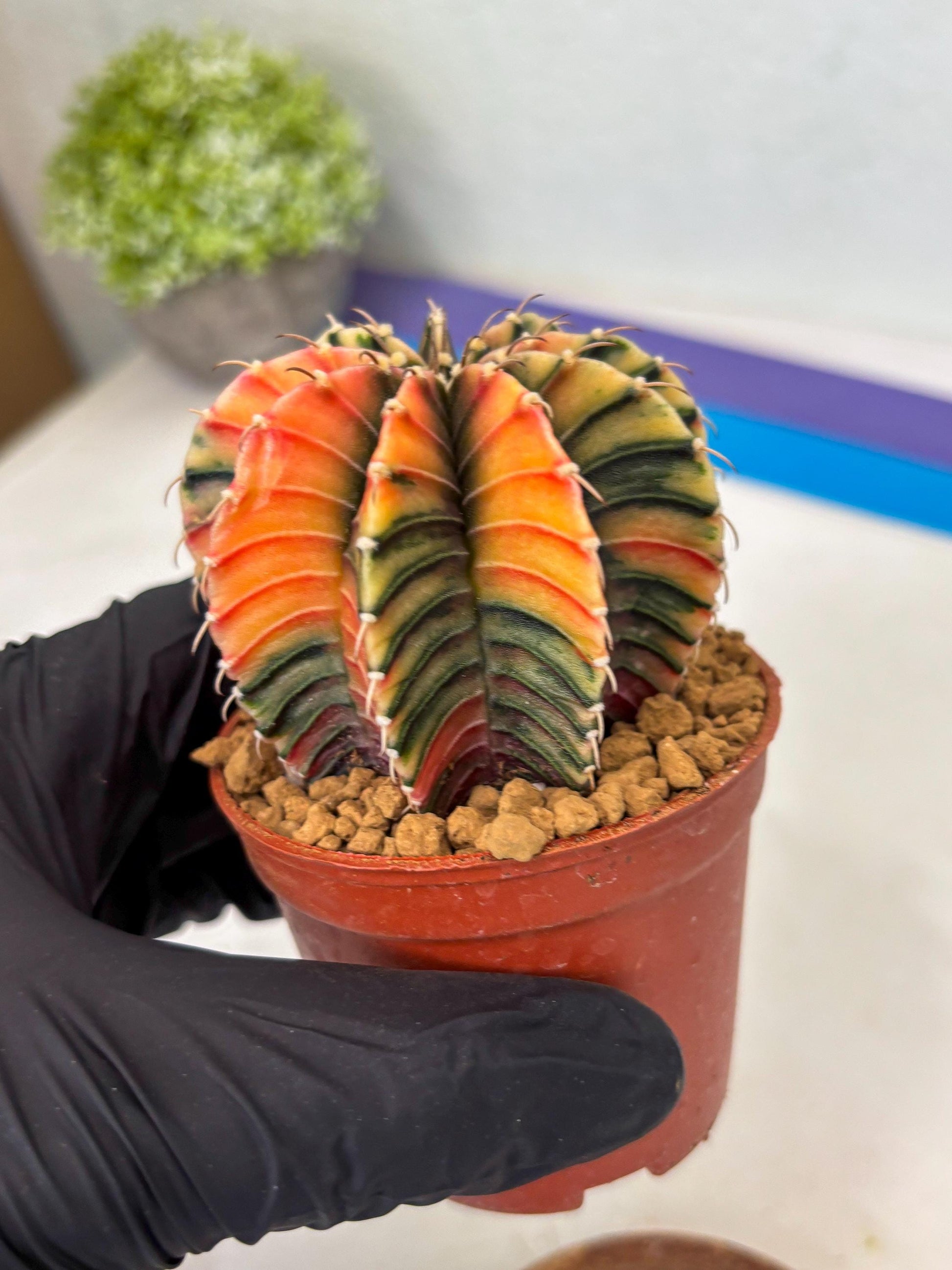 Gymnocalycium LB Hybrid (gy1) (p7) | variegated cactus