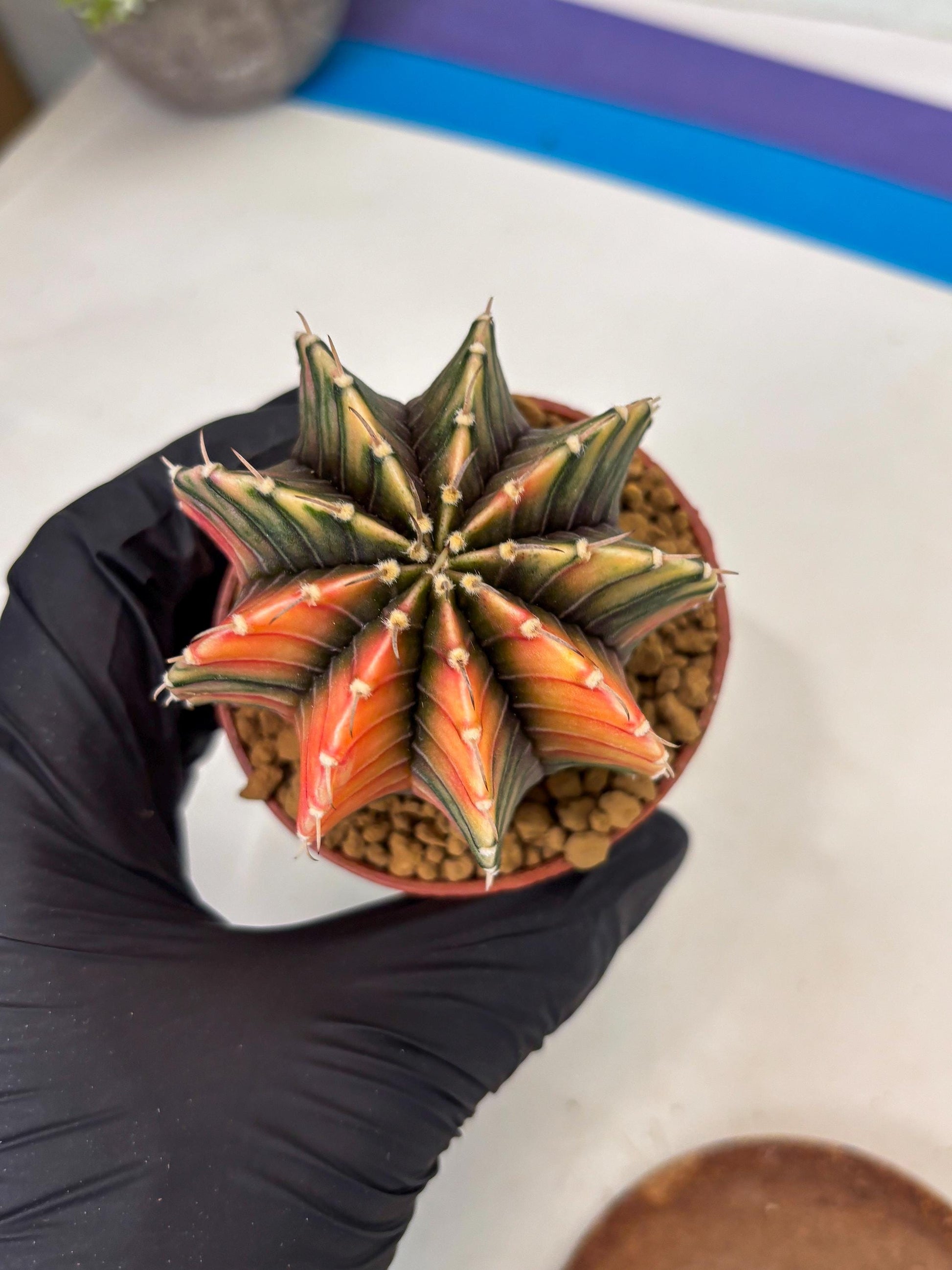 Gymnocalycium LB Hybrid (gy1) (p7) | variegated cactus