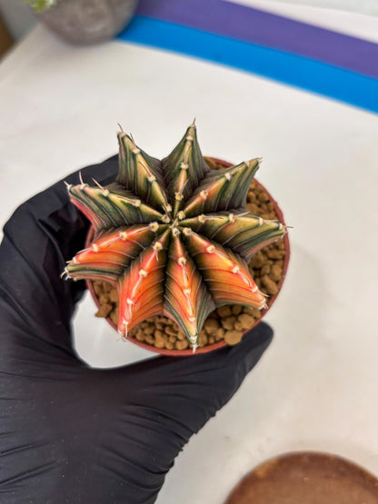 Gymnocalycium LB Hybrid (gy1) (p7) | variegated cactus