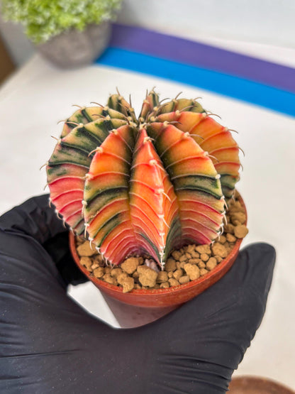 Gymnocalycium LB Hybrid (gy1) (p7) | variegated cactus