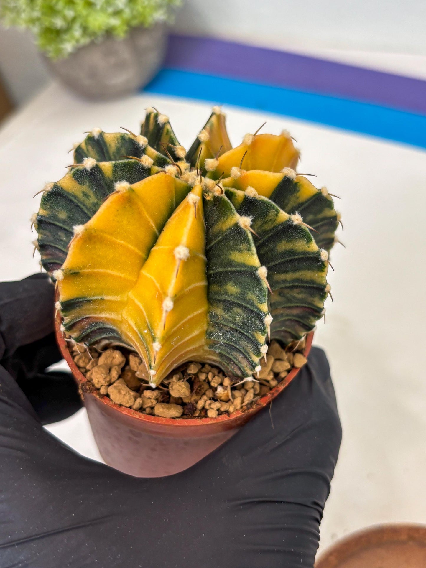 Gymnocalycium LB Hybrid (gy1) (y2) | variegated cactus