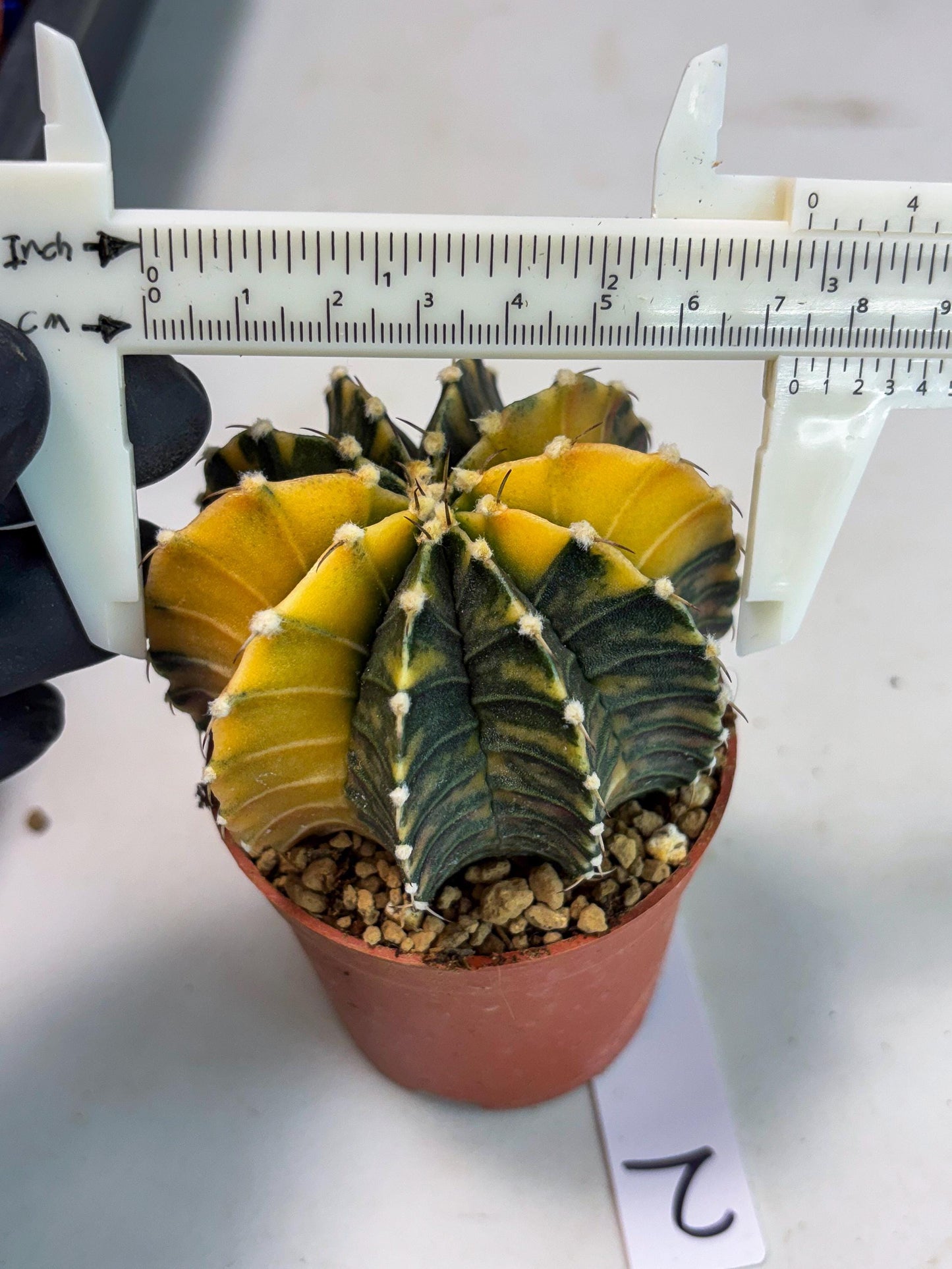 Gymnocalycium LB Hybrid (gy1) (y2) | variegated cactus