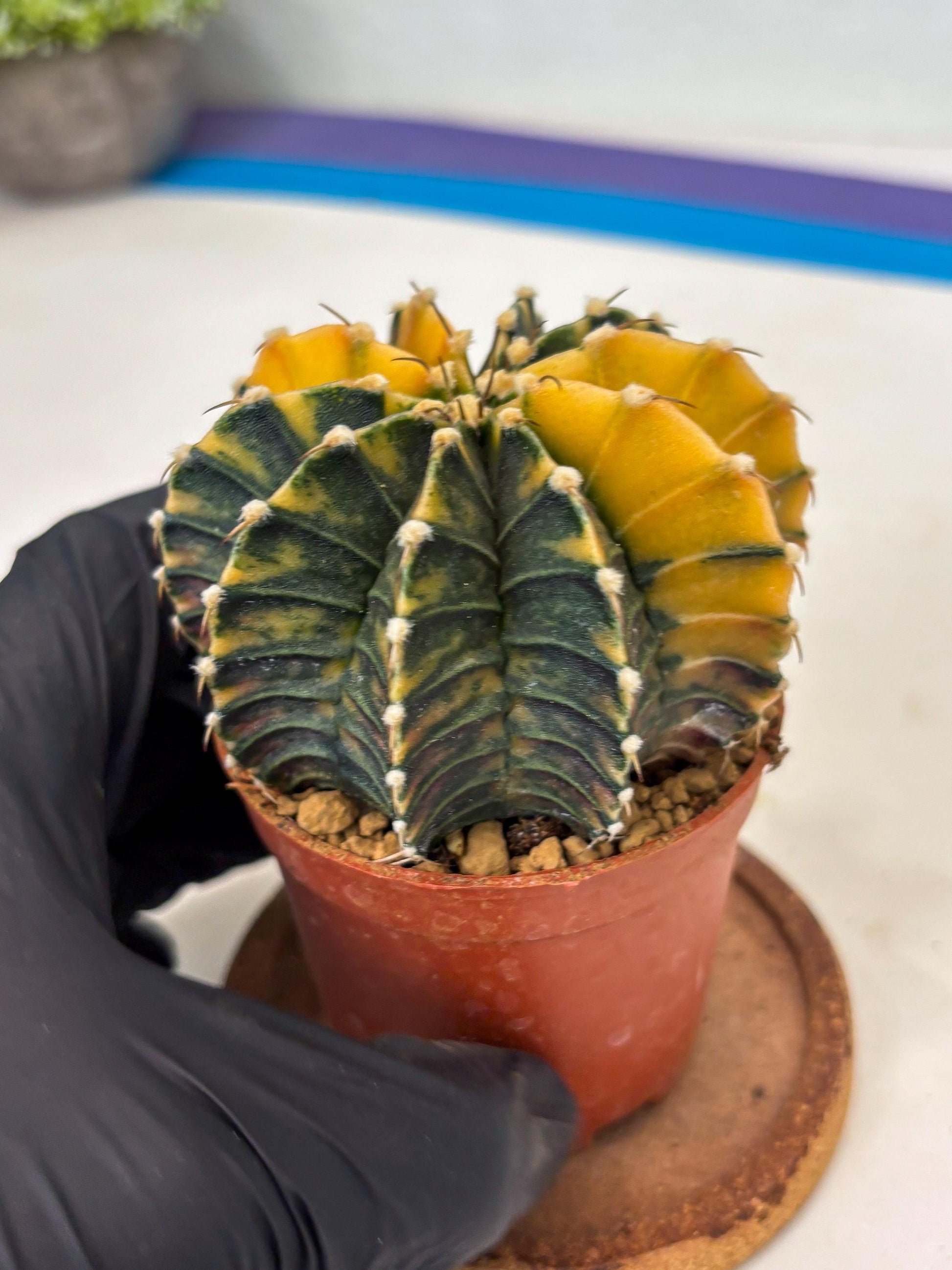 Gymnocalycium LB Hybrid (gy1) (y2) | variegated cactus