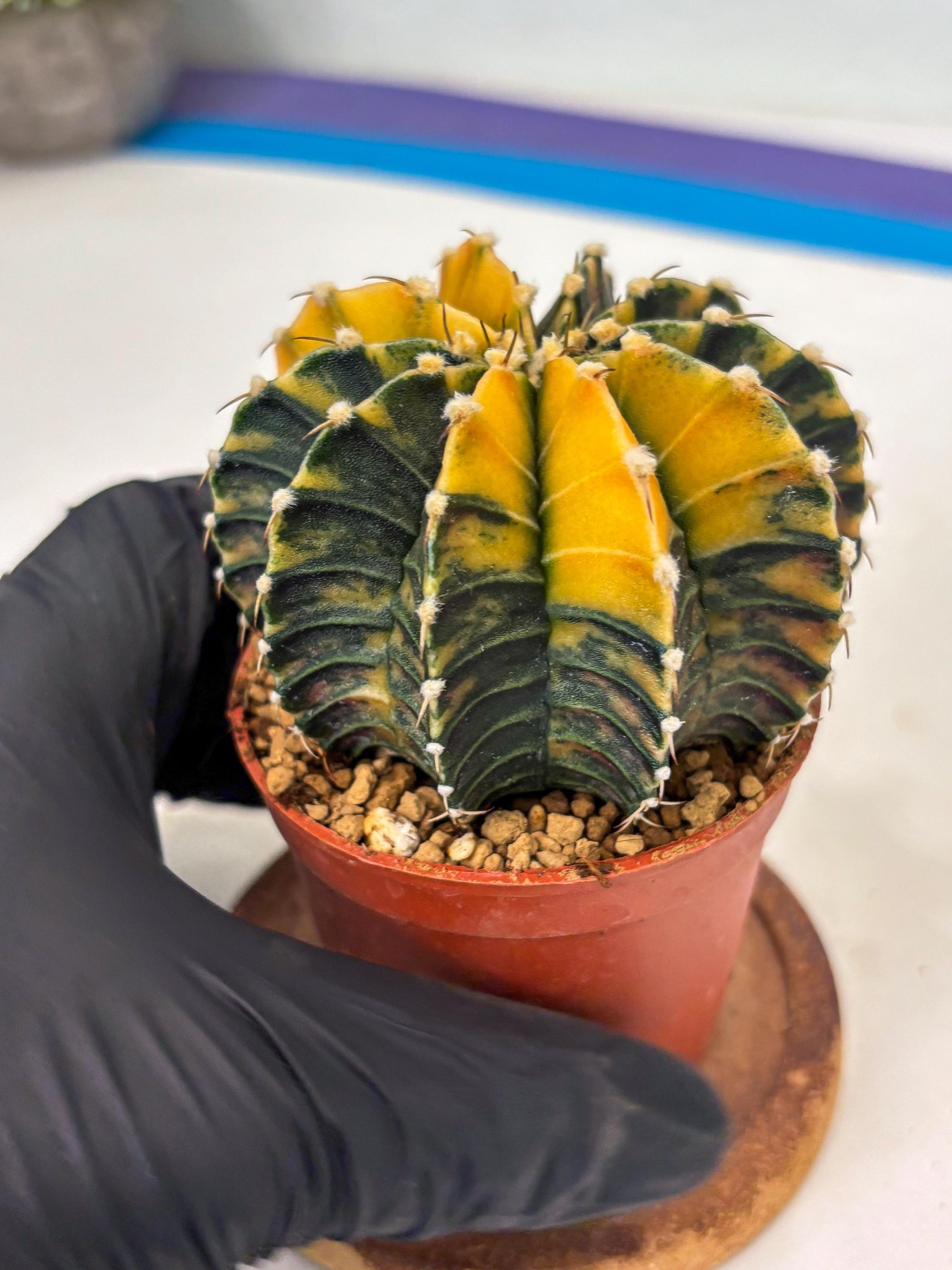 Gymnocalycium LB Hybrid (gy1) (y2) | variegated cactus
