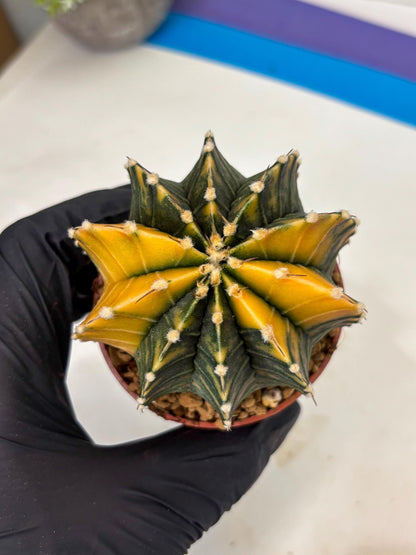 Gymnocalycium LB Hybrid (gy1) (y2) | variegated cactus