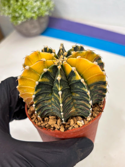 Gymnocalycium LB Hybrid (gy1) (y2) | variegated cactus