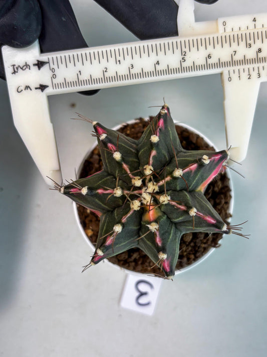 Gymnocalycium Cotton candy (gy8) (y3) | Rare Hybrids