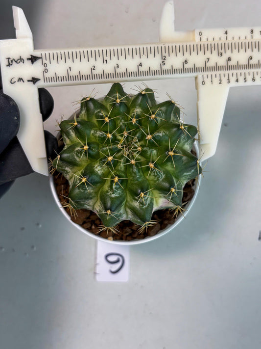 Gymnocalycium Marble (gy8) (b6) | Special Hybrid cactus
