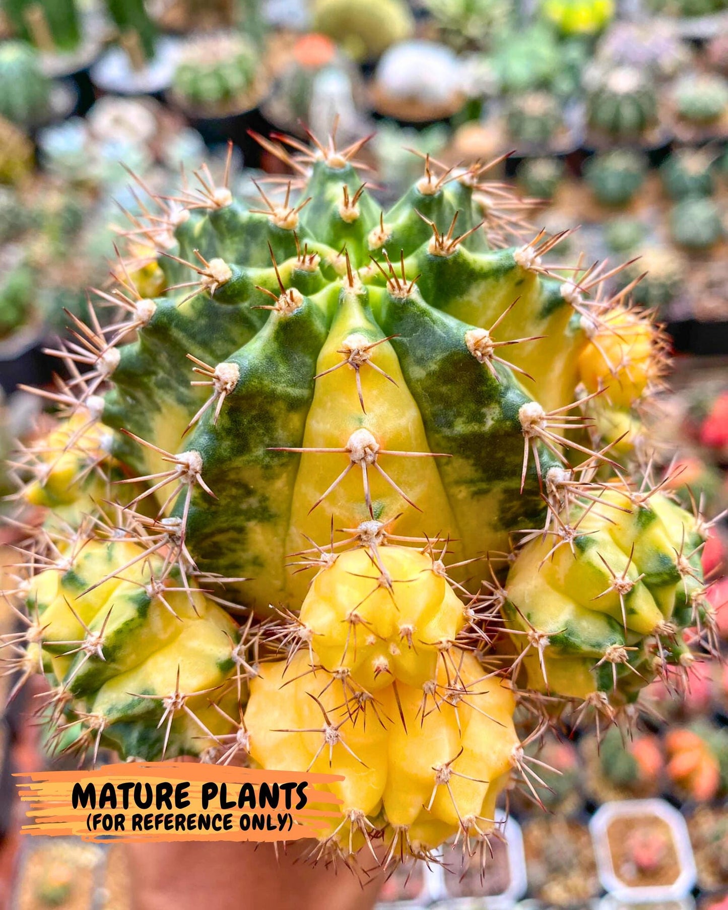 Gymnocalycium Dragon Egg (gy7) (b6) | Special Hybrid cactus
