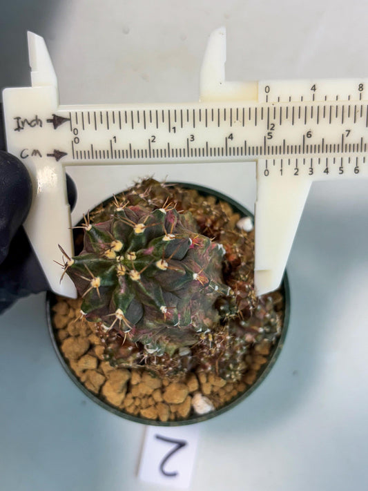 Gymnocalycium T-lux (gy7) (y2) | Special Hybrid cactus