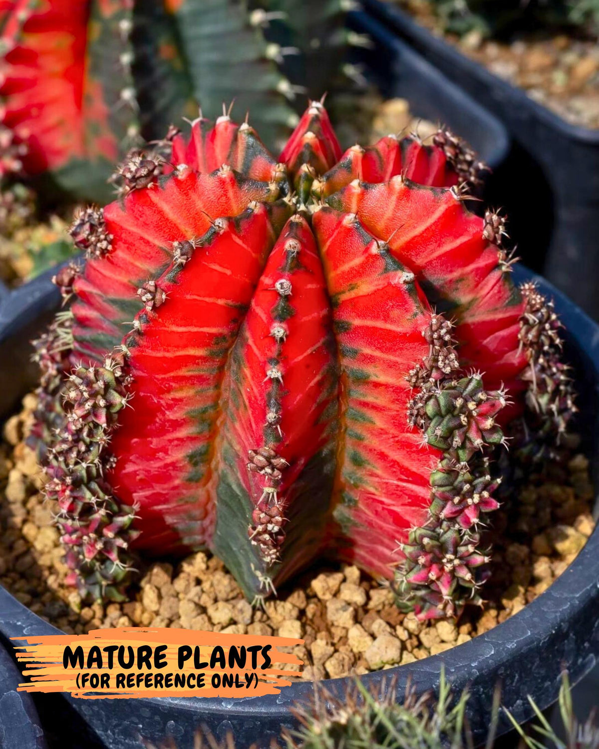Gymnocalycium Crystal Jelly (gy23) (5) | Special Hybrid cactus